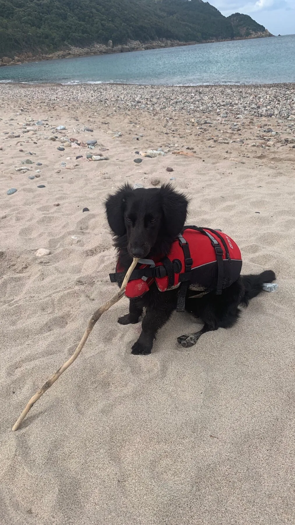 Fluffo the black dog in a red life vest sitting on a sandy beach, a long driftwood stick in his mouth
